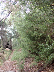 Leptospermum micromyrtus