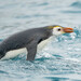 Pingüinos - Photo (c) whale_nerd, algunos derechos reservados (CC BY-NC), subido por whale_nerd