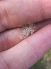 Pephricus