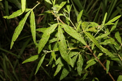 Zieria euthadenia