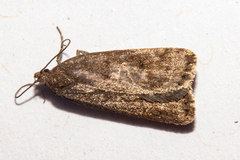 Phaeosaces apocrypta