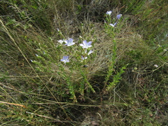 Linum hirsutum