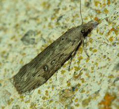 Lamoria anella