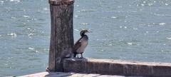 Phalacrocorax punctatus punctatus