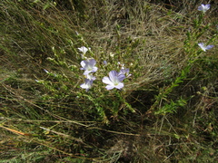 Linum hirsutum