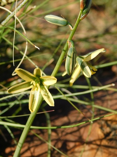 Albuca suaveolens