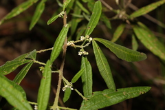 Zieria euthadenia