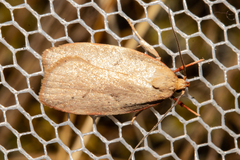 Proteodes carnifex
