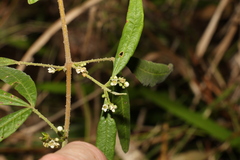 Zieria euthadenia