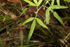 Zieria euthadenia