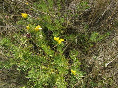 Chamaecytisus austriacus