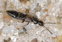 Aloconota gregaria