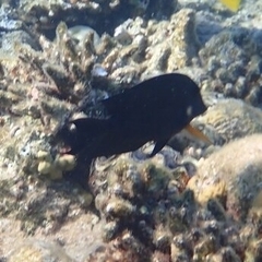 Acanthuridae