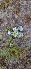 Gentianella corymbifera