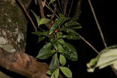 Alyxia magnifolia