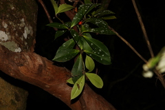 Alyxia magnifolia