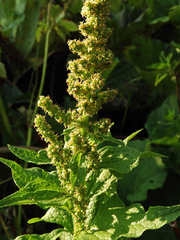 Blitum bonus-henricus