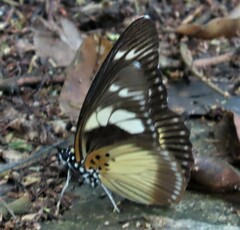 Pseudacraea lucretia