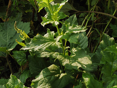 Blitum bonus-henricus