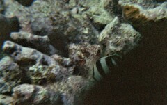Chaetodon striatus