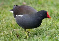 Gallinula chloropus
