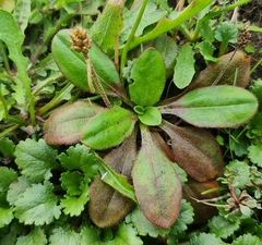 Plantago raoulii
