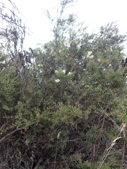 Melaleuca pallida