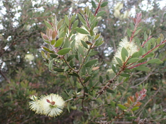 Melaleuca pallida