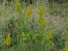 Solidago chilensis