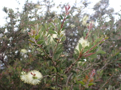 Melaleuca pallida