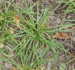 Plantago coronopus