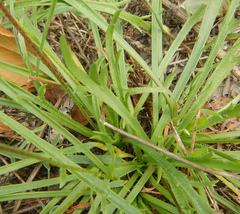 Plantago coronopus