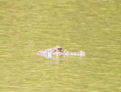 Caiman latirostris