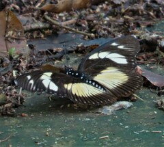 Pseudacraea lucretia
