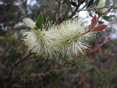 Melaleuca pallida