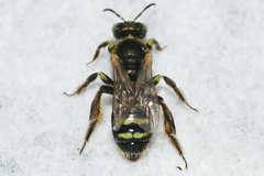 Cockerellia