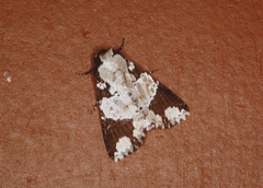 Condica cupentia