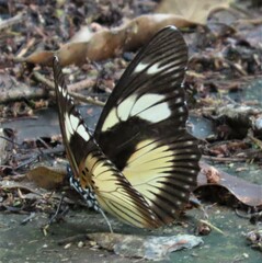 Pseudacraea lucretia