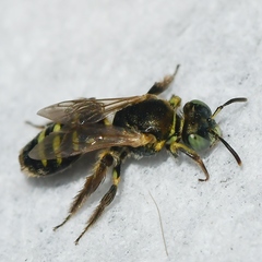 Cockerellia