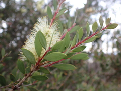 Melaleuca pallida