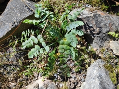 Gingidia grisea