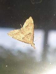 Diplopseustis