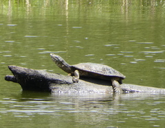 Phrynops geoffroanus