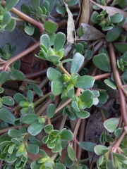 Portulaca oleracea