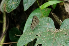 Ypthima fasciata