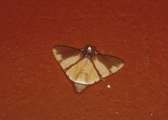 Eulepidotis juncida