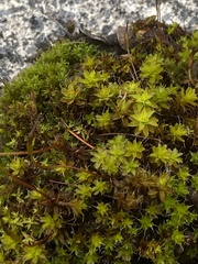 Syntrichia