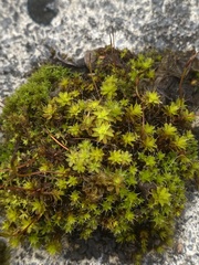 Syntrichia