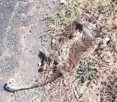 Pseudocheirus occidentalis