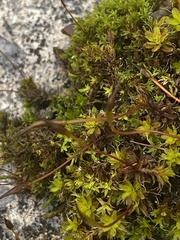 Syntrichia